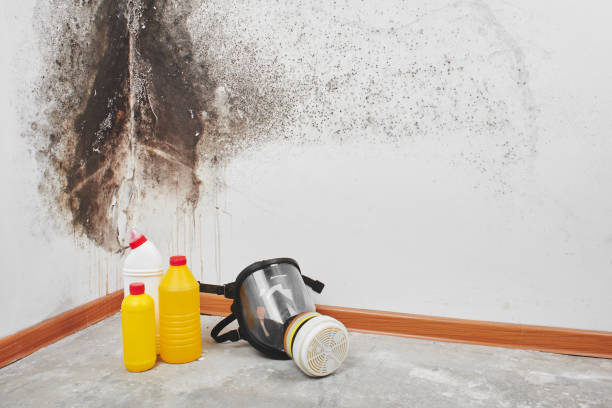 Best Mold Cleaning Services  in Holualoa, HI