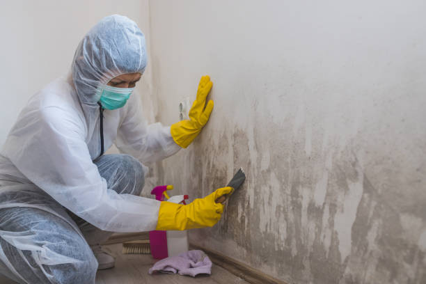 Best Black Mold Removal  in Holualoa, HI