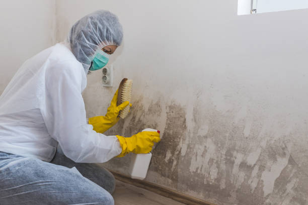 Best Home Mold Removal  in Holualoa, HI