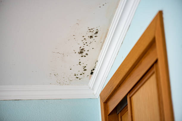 Crawl Space Mold Removal in Holualoa, HI