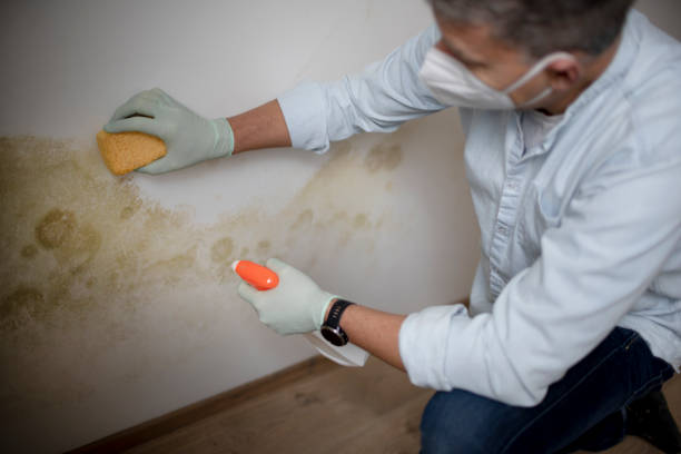 Mold Testing and Removal in Holualoa, HI