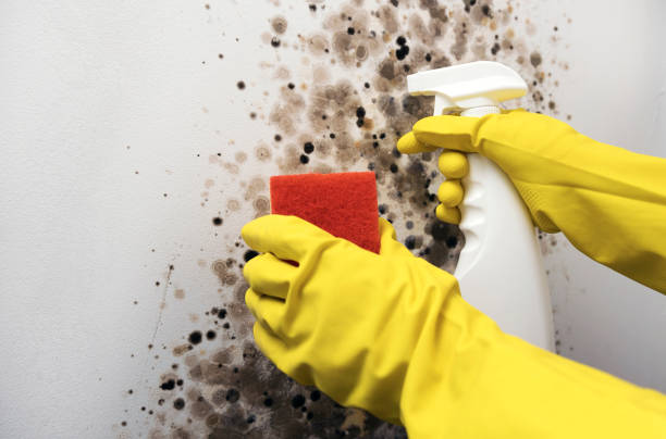 Attic Mold Removal in Holualoa, HI