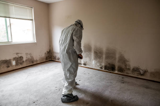 Best Same-Day Mold Removal  in Holualoa, HI