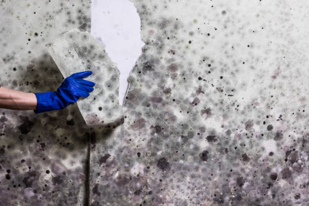 Holualoa, HI Mold Removal Company