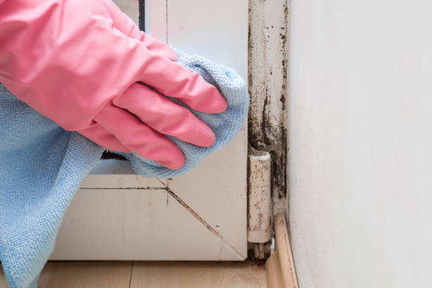 Best Office Mold Removal Services  in Holualoa, HI